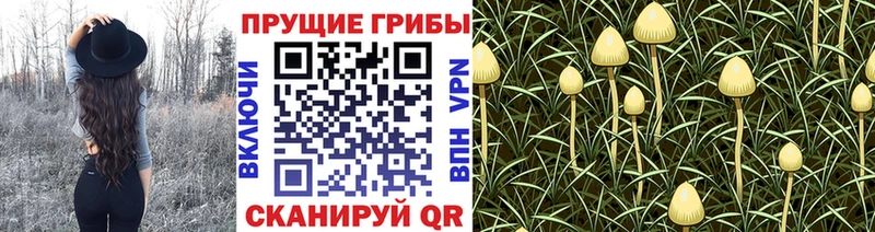 Псилоцибиновые грибы GOLDEN TEACHER  Учалы 